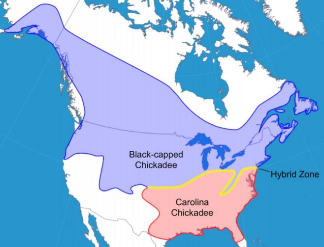 Range map of the black-capped chickadee, Carolina chickadee, and approximate location of their hybrid zone