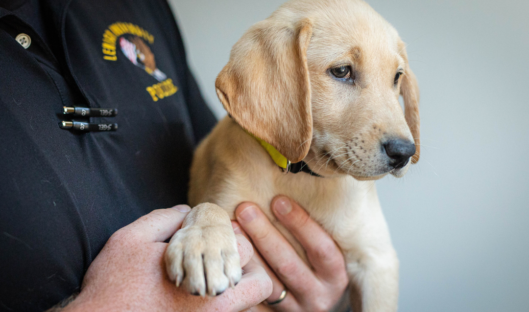 Grace is a yellow Labrador Retriever training to be a therapy K9.