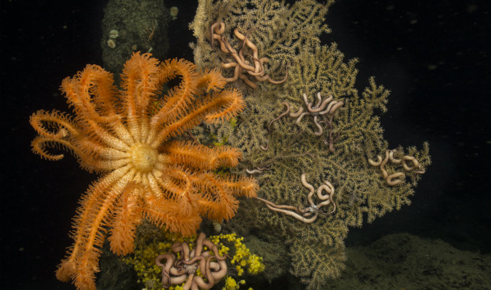 Deepwater-coral
