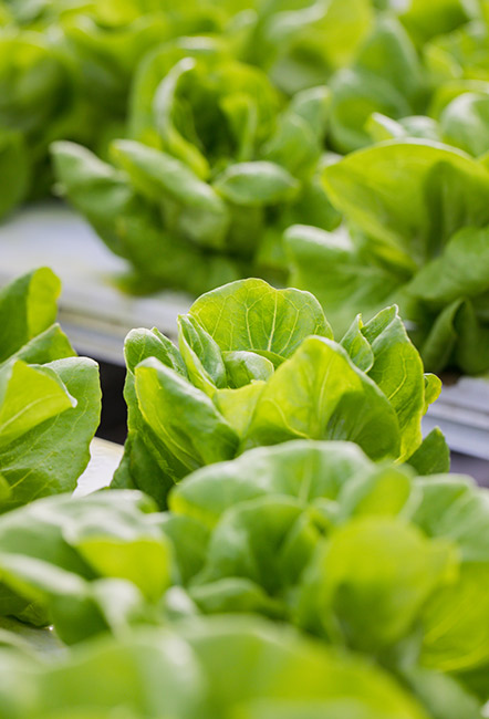 Lettuce plants in greenhouse
