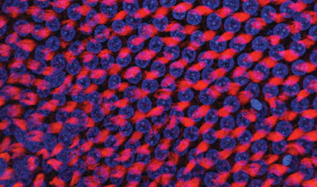A 63x confocal image of low-frequency hair cells taken from a control animal with no gene manipulation