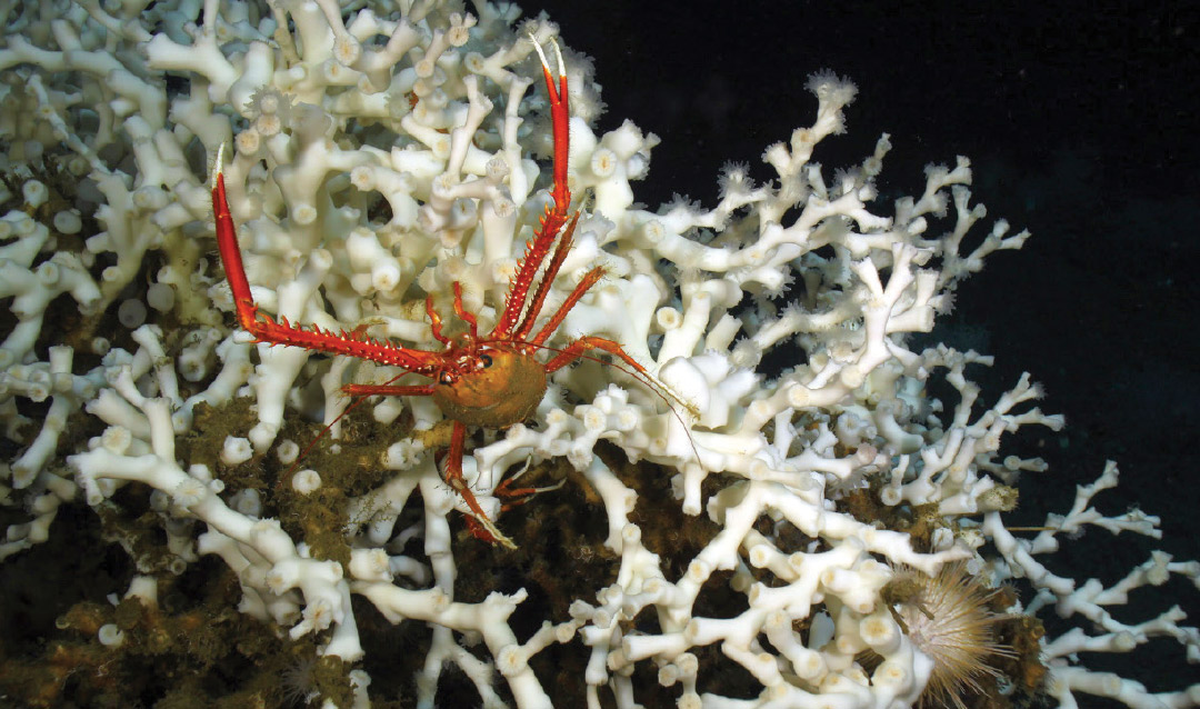 A crab crawls along Lophelia corals at a depth of more than 1,600 feet in the Gulf of Mexico.