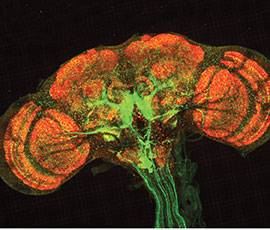 Fluorescent image of a fruit fly brain