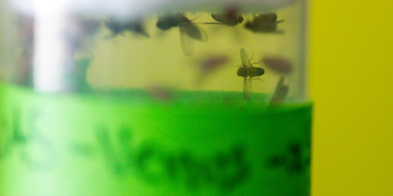 Vial of mature fruit flies