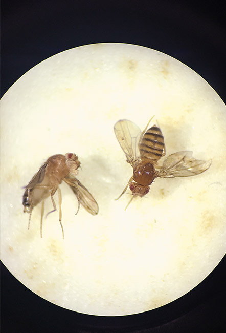 Fruit flies under the microscope