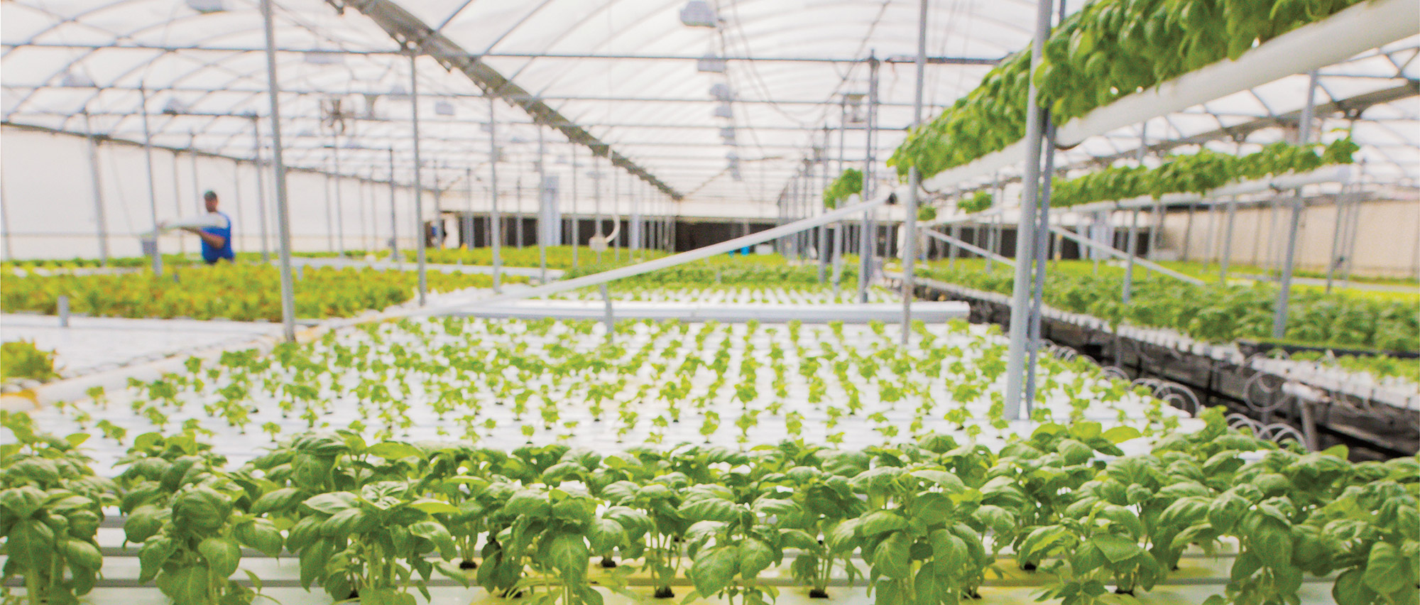 Lettuce in Greenhouse