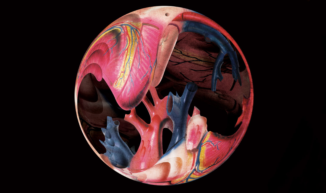 Illustration of the inside of the human heart