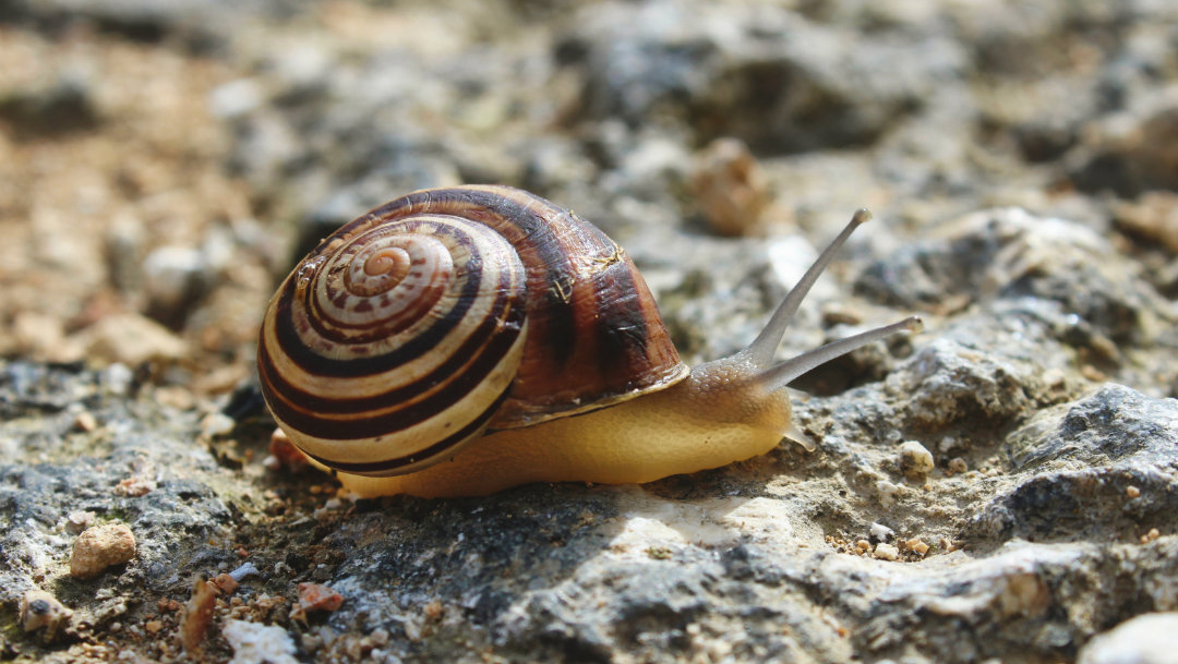 A snail on rocks