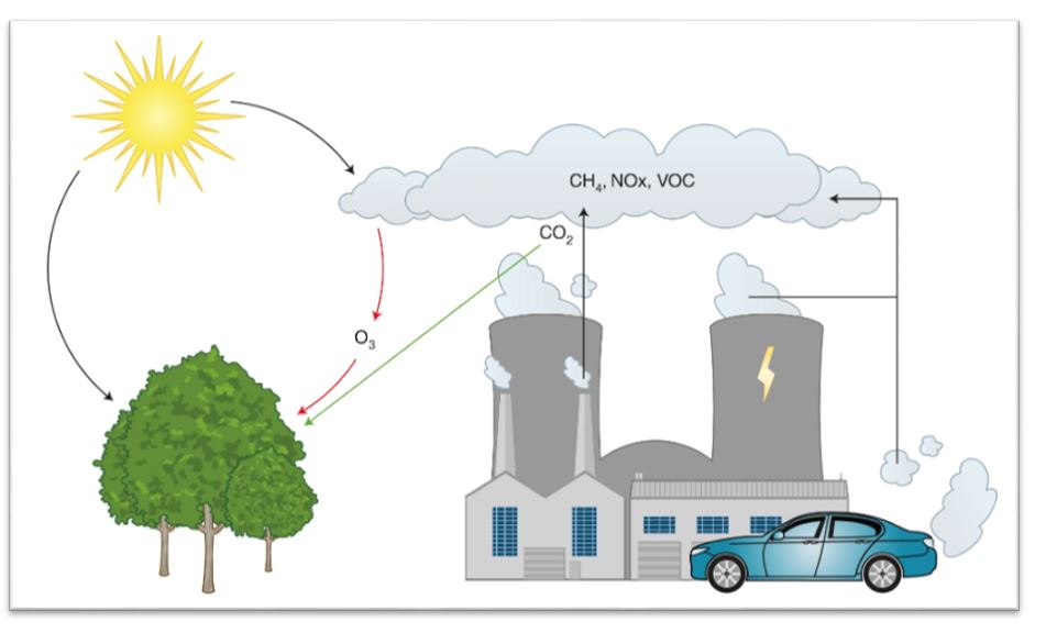 Schematic of processes involving vegetation update of ozone