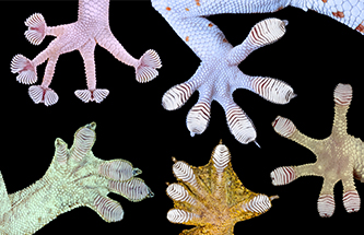 Photo of colorful gecko feet