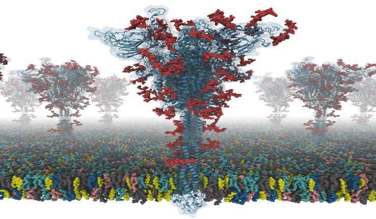 S protein model image