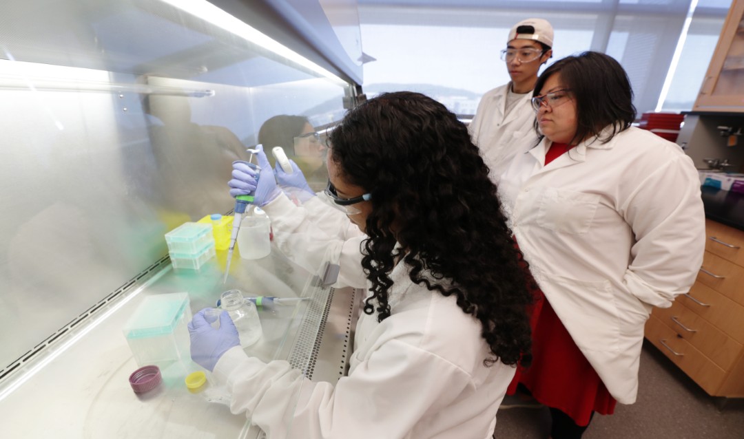 RARE student Sareena Karim '22, forefront, works in the Chow Lab led by Lesley Chow, assistant professor of bioengineering and materials science and engineering.