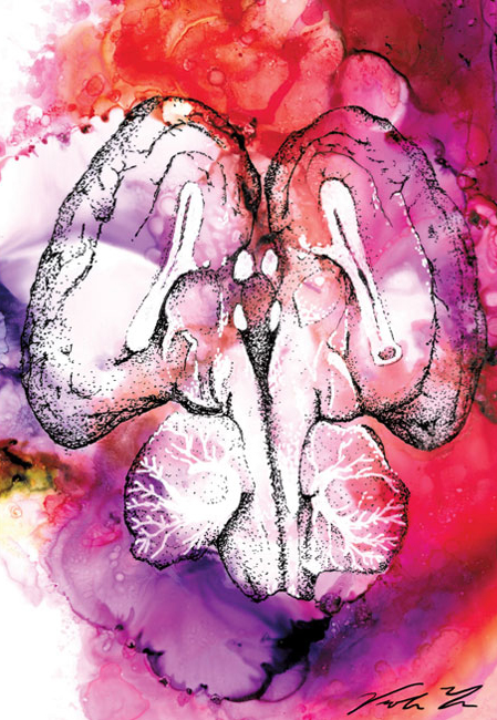 Viola Yu illustration of the brain