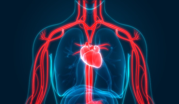 Illustration of chest with heart and veins visible