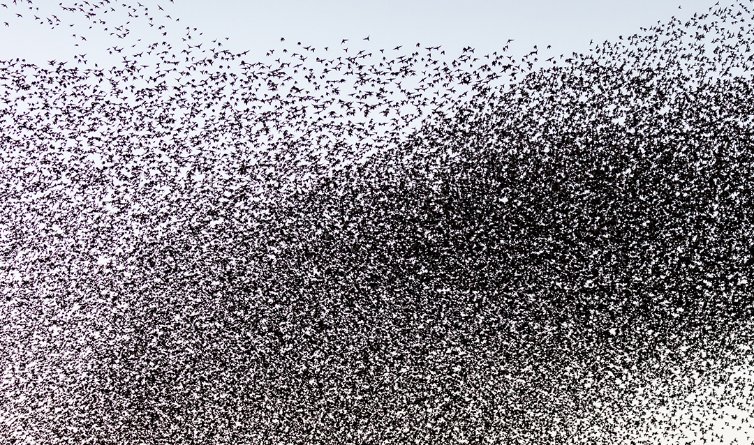 A massive flock of birds flying