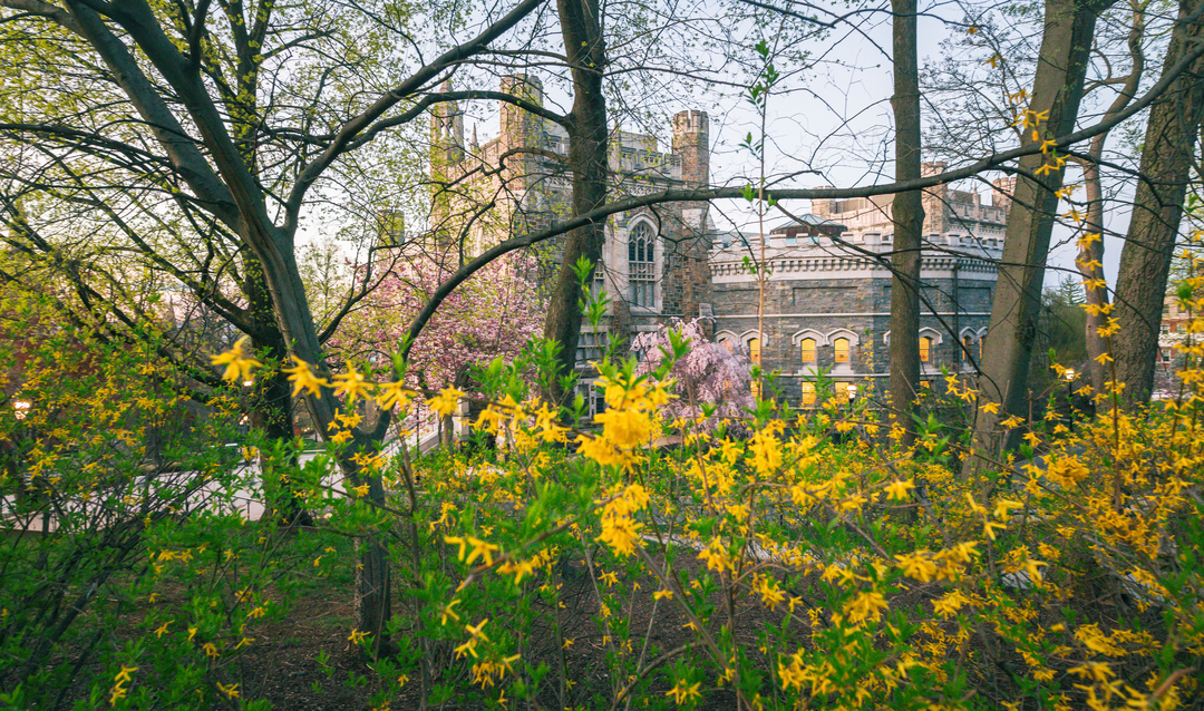 Lehigh University's Linderman Library in background with yellow and purple spring flowers in foreground
