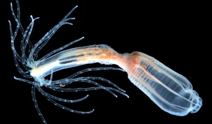  Nematostella vectensis, also known as the starlet sea anemone