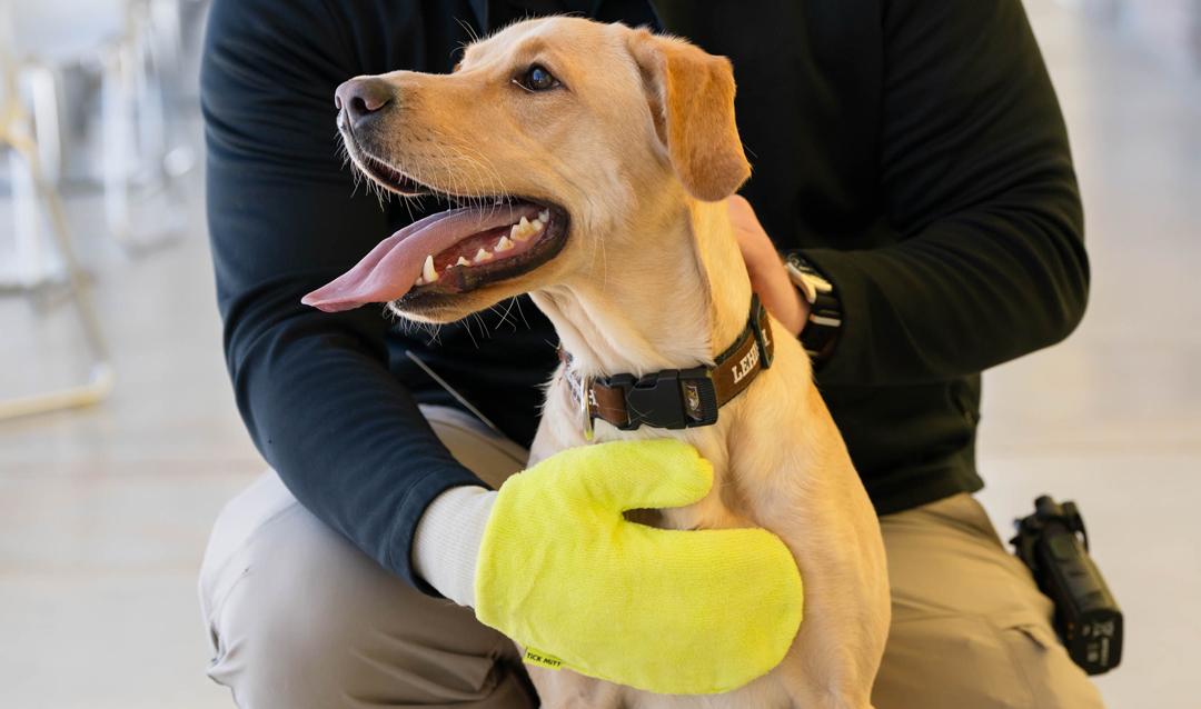 A person wearing a glove gently holding a happy-looking dog named Grace with a leash around its neck at Lehigh Ventures Lab.