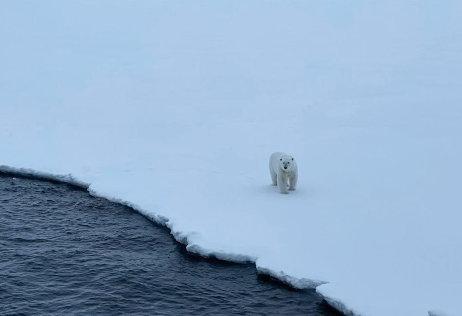a polar bear sighting