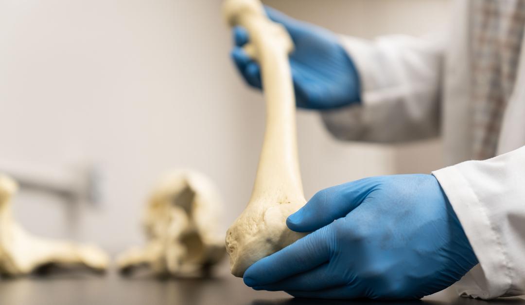 Bone models in Anzellini's lab