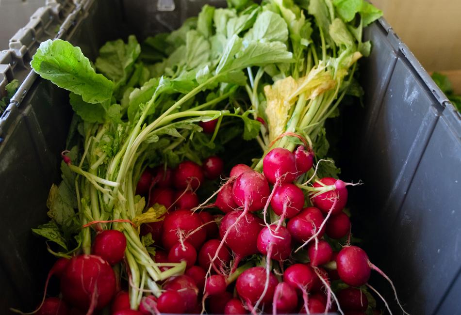 Produce from Salvaterra's Gardens