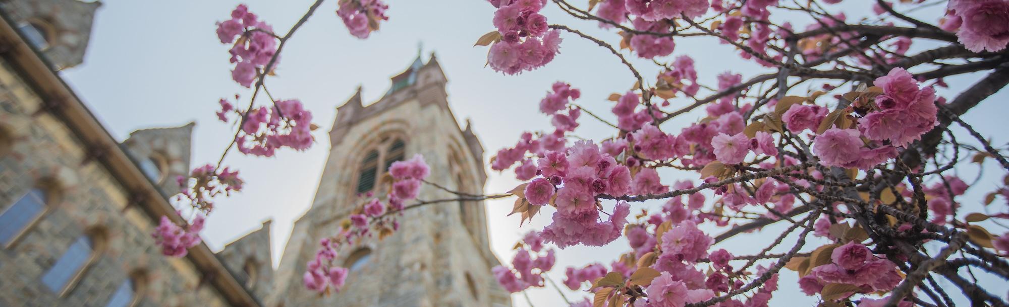 A view up at a campus building through cherry blossom branches