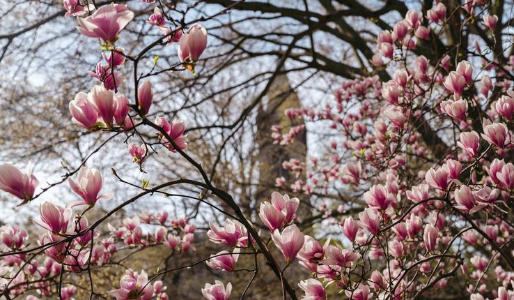 Campus in spring