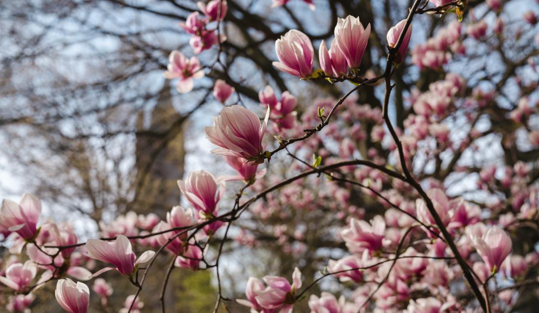 The tower of Lehigh's Clayton University Center is seen behind magnolia blossoms.