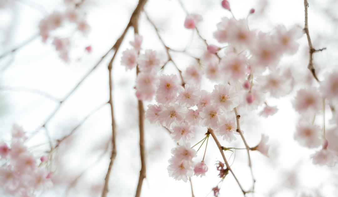 Close-up of delicate pink cherry blossom flowers on thin branches against a soft, bright background