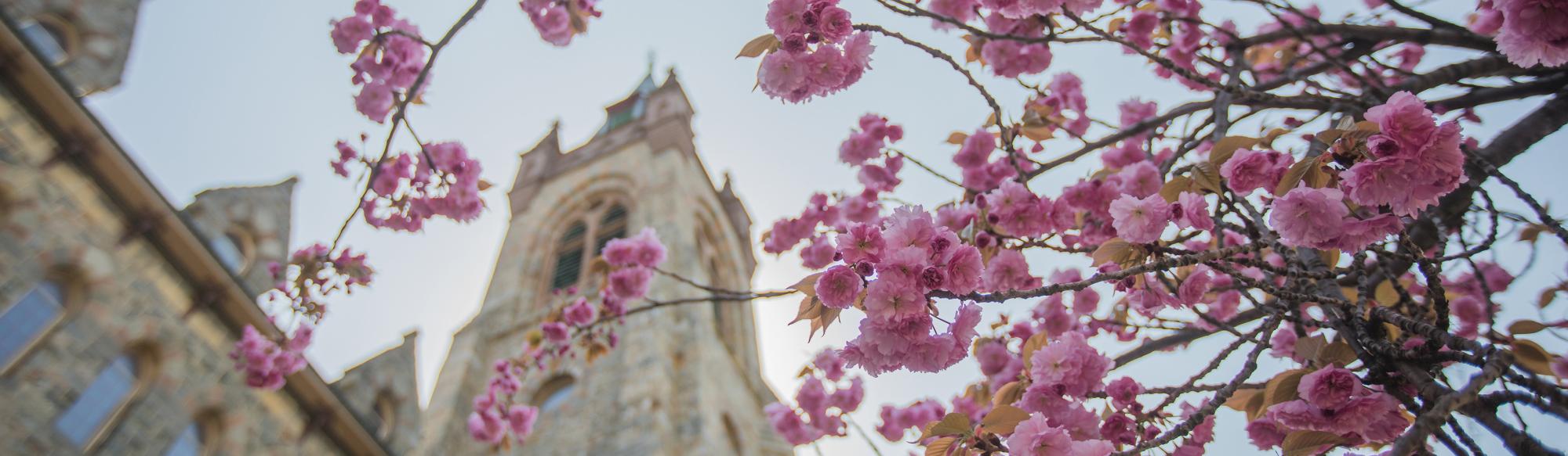 An academic building framed by a branches from a tree with purple blossoms