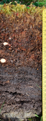 25-cm-long_soil_core_collected_from_a_peat_patch_on_a_hillslope_at_Imnavait_Creek_