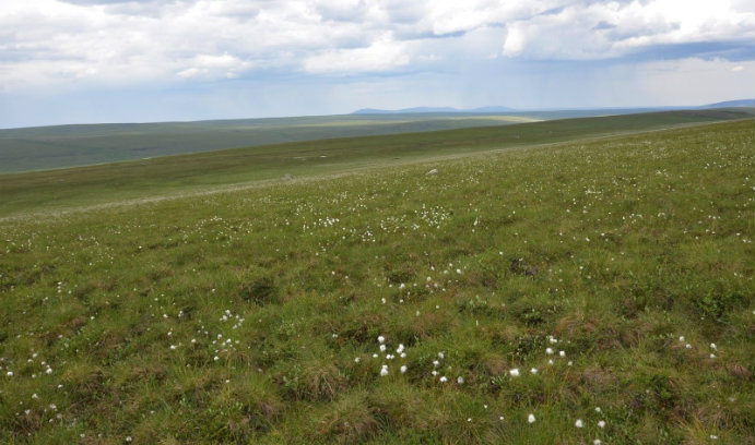 Arctic_tundra_dominated_by_tussock_cotton-grass_Zicheng_Yu_Lehigh_University_Earth_and_Environmental_Science