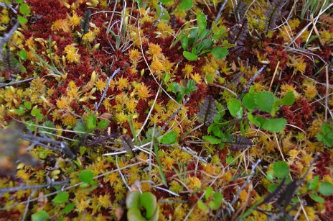 Close-up_of_a_peat-moss_dominated_peat_patch_Arctic_Tundra_Zicheng_Yu_Lehigh_University_earth_and_environmental_science