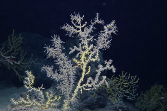 Lehigh_University_research_Deepwater_coral_severely_affected_by_oil