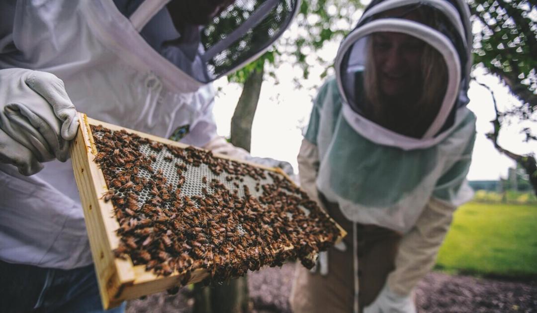 Beekeepers tending to a hive