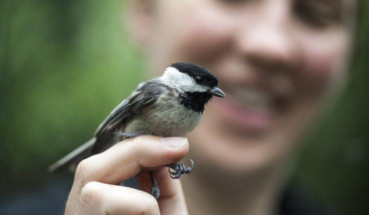 Amber Rice studies hybrid chickadees