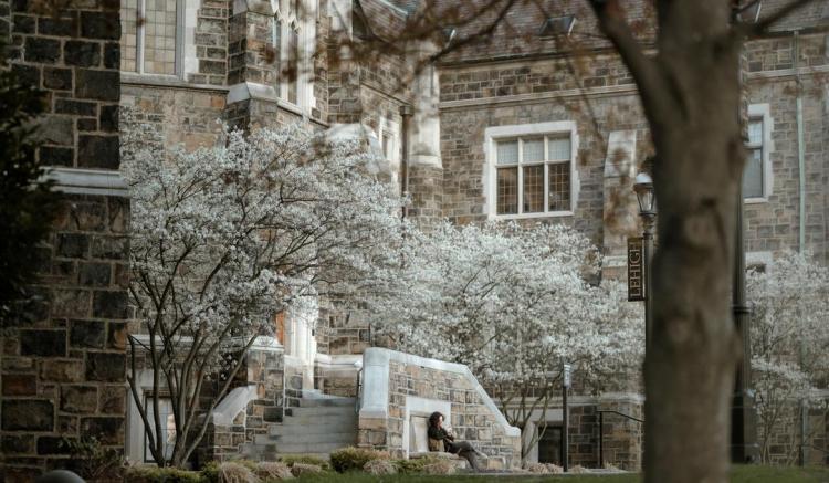 Old stone building surrounded by white blossoms, a person sits on outdoor steps.