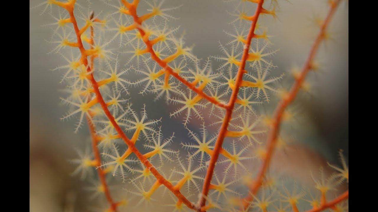 Deep Sea Coral Research