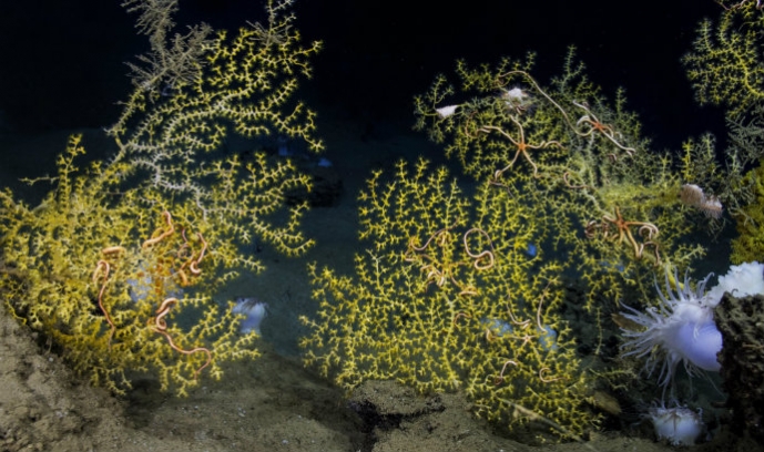 Lehigh_University_research_Deepwater_coral_ecosystem_partially_affected_by_oil_-_photo_credit_ECOGIG_and_Ocean_Exploration_Trust